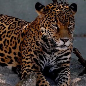 Meet your Posher, Lisette